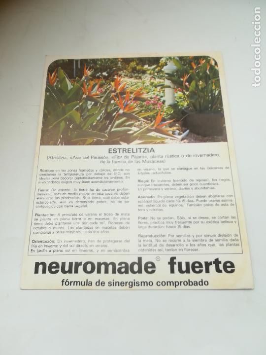 Werbekataloge: FICHA PUBLICITARIA FARMACIA. NEUROMADE FUERTE. PLANTA ESTRELITZIA. VER DORSO