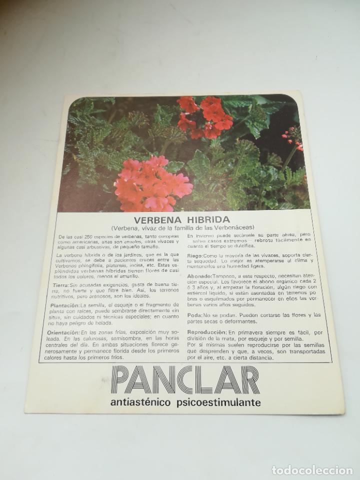 Werbekataloge: FICHA PUBLICITARIA FARMACIA. PLANCAR ANTIASTENICO PSICOESTIMULANTE. PLANTA VERBENA HIBRIDA. VER