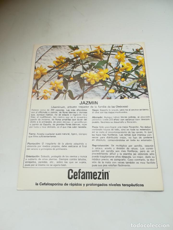 Werbekataloge: FICHA PUBLICITARIA FARMACIA. CEFAMEZIN. PLANTA JAZMIN. VER DORSO