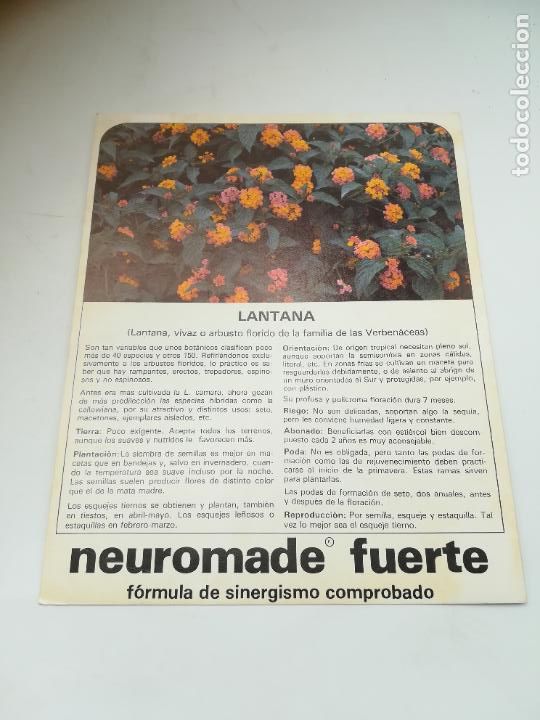 Werbekataloge: FICHA PUBLICITARIA FARMACIA. NEUROMADE FUERTE. PLANTA LANTANA. VER DORSO