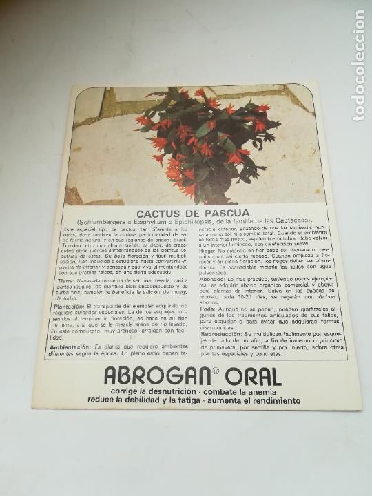 Werbekataloge: FICHA PUBLICITARIA FARMACIA. ABROGAN ORAL. PLANTA CACTUS DE PASCUA. VER DORSO
