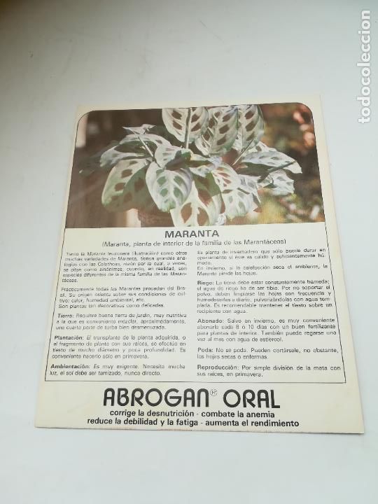 Werbekataloge: FICHA PUBLICITARIA FARMACIA. ABROGAN ORAL. PLANTA MARANTA. VER DORSO