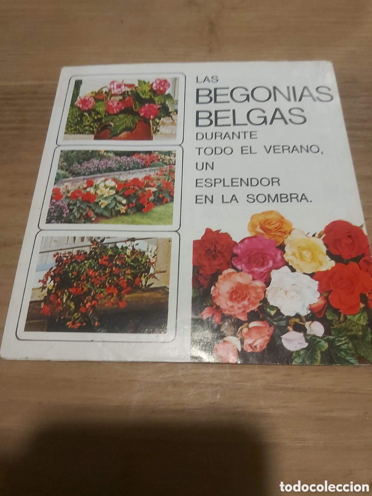 Werbekataloge: Droguer&iacute;a galaica Lugo cat&aacute;logo bego&ntilde;as belgas semillas majo Matar&oacute; Barcelona