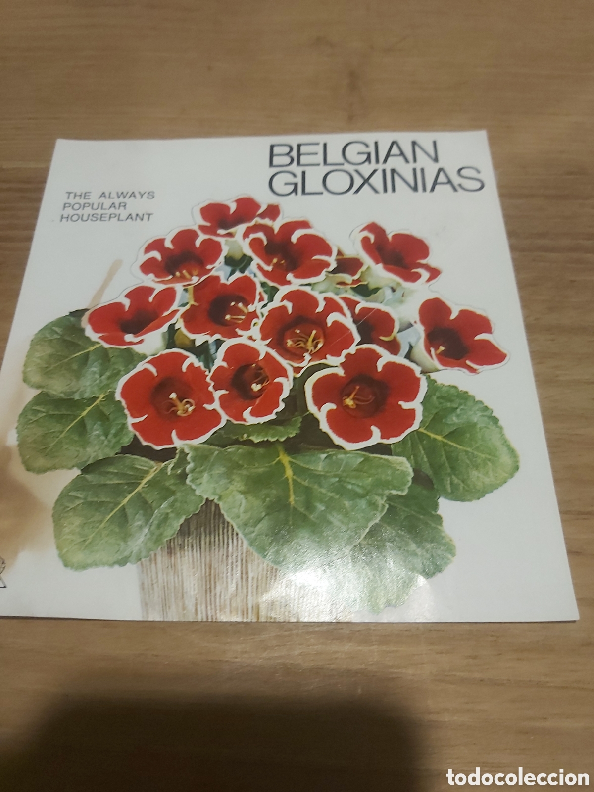 Werbekataloge: Semillas majo Matar&oacute; Barcelona belgian gloxinias flores prospecto vintage