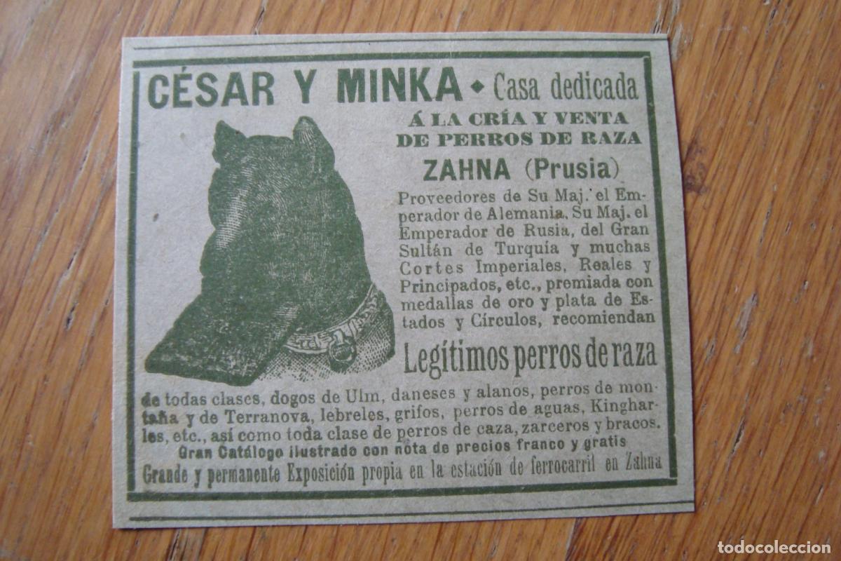 Werbekataloge: ANTIGUA PUBLICIDAD CESAR Y MINKA. CRIA Y VENTA PERROS DE RAZA. ZAHNA PRUSIA.