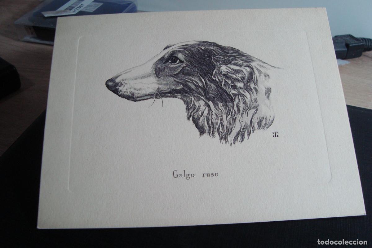 Cat&aacute;logos publicitarios: ANTIGUA TARJETA FELICITACION A. PENELLE. BARCELONA 1954. GRABADO GALGO RUSO