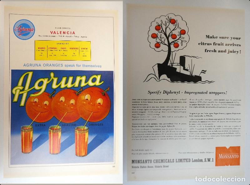 Cat&aacute;logos publicitarios: Recorte publicitario de frutas Agruna Valencia, a&ntilde;os 50 mide 20X30 cm
