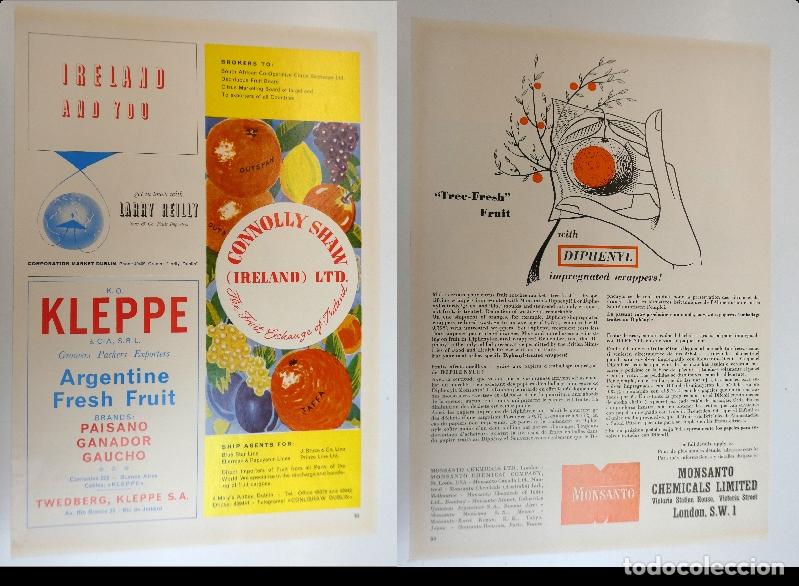 Cat&aacute;logos publicitarios: Recorte publicitario de frutas , a&ntilde;os 50 mide 20X30 cm