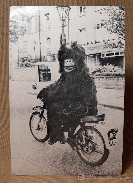 Cinema: PUBLICIDAD, PROGRAMA, MORGAN UN CASO CLINICO, GORILA, PAYASO, CLOWN, CIRCO