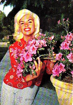 Cin&eacute;ma: POSTAL JANE MANSFIELD