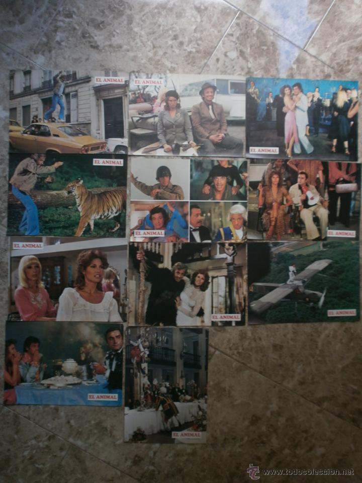 Cine: 11 FOTOCROMOS. EL ANIMAL. BELMONDO. 1977.