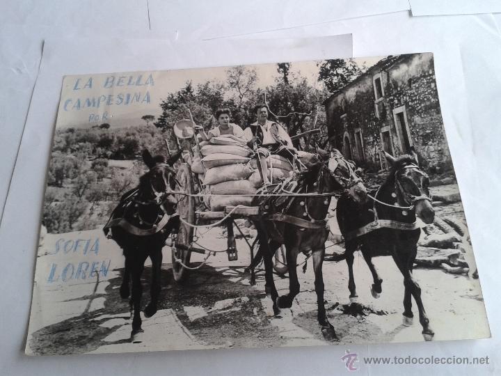 Cine: FOTOGRAFIA DE LA PELICULA LA BELLA CAMPESINA DE SOFIA LOREN  24,5 CMS. DE LARGO X 18 DE ALTO