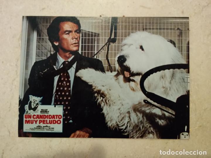Cine: FOTO -9*13 - UN CANDIDATO MUY PELUDO - WALT DISNEY - DEAN JONES