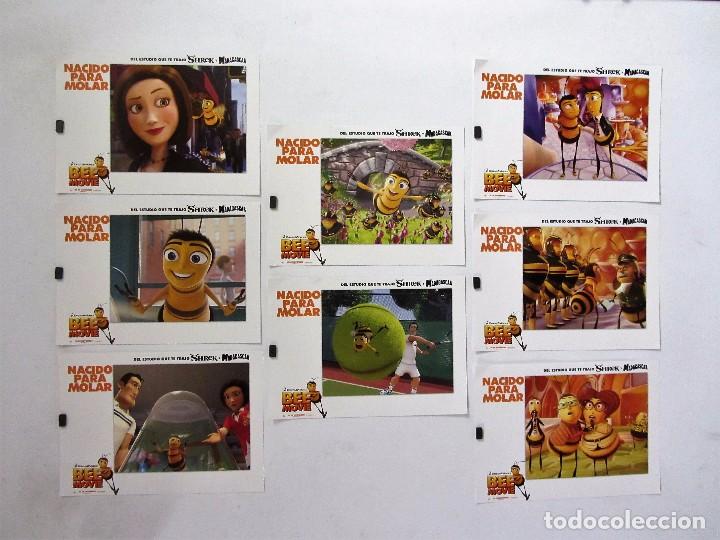 Cine: NACIDO PARA MOLAR    LOTE DE 8 FOTOCROMOS ORIGINALES NUEVOS