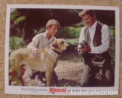 Cinema: Lobby Card, Rascal, Walt Disney Productions, 1969, Disney, Technicolor