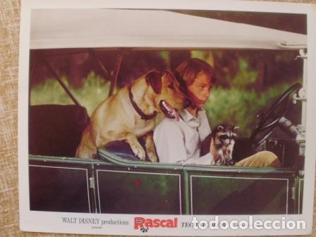 Cinema: Rascal, Walt Disney Lobby Card, 1969, Walt Disney Productions, Technicolor