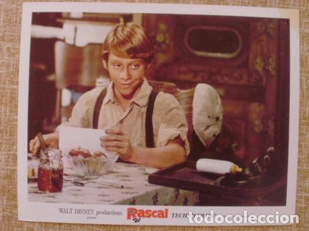 Cinema: Walt Disney Lobby Card, Rascal, 1969, Technicolor, Walt Disney Productions