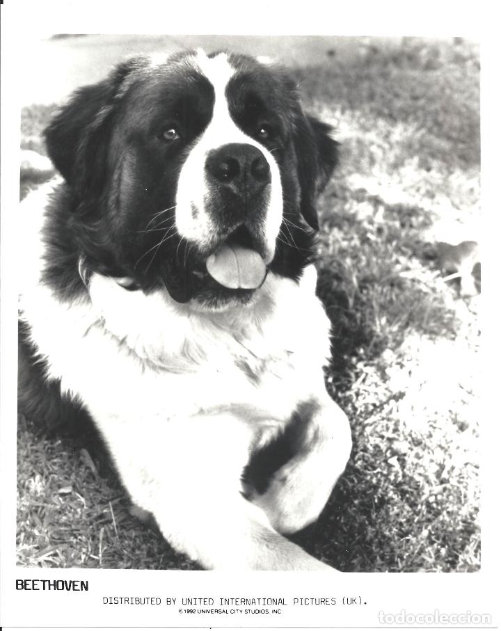 Cine: F25570 BEETHOVEN CHRIS PERRO FOTO B/N ORIGINAL INGLESA