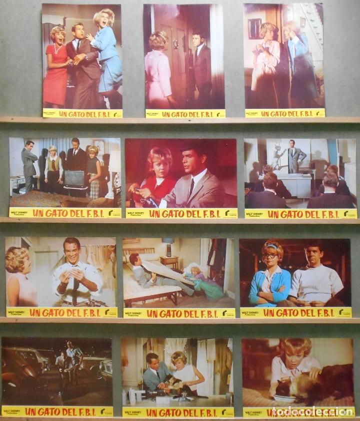 Cine: XU69 UN GATO DEL FBI HAYLEY MILLS WALT DISNEY SET COMPLETO 12 FOTOCROMOS ORIGINAL ESPA&Ntilde;OL