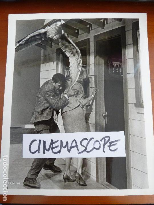 Cine: los pajaros the birds alfred hitchcock tippi hedren rod taylor foto americana original del estreno