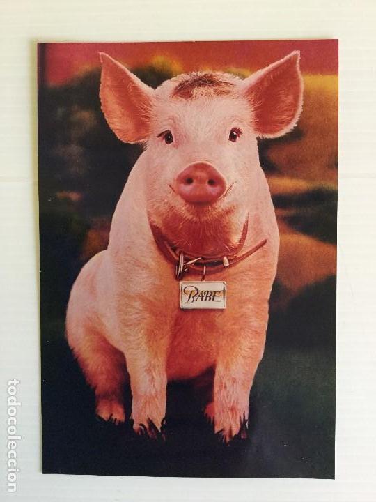 Cine: Fotograf&iacute;a de Babe &ndash; El cerdito valiente