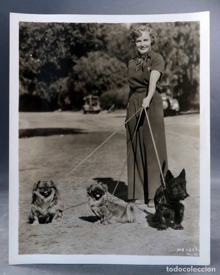 Cine: Foto original prensa Madge Evans con sus perros Metro Goldwyn Mayer a&ntilde;os 30 26 cm x 20 cm