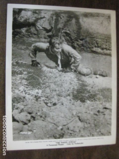 Cine: the naked jungle - FOTO B/N ORIGINAL - Cuando ruge la marabunta charlton heston