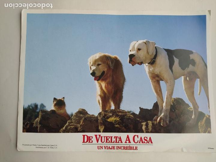 Kino: FOTOGRAMA DE LA PELICULA DE VUELTA A CASA. UN VIAJE INCREIBLE. TDKP17K