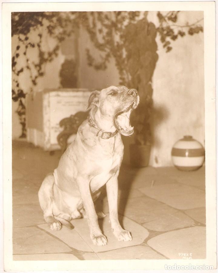 Cine: F10273D VON MGM EL GRAN DANES PERRO FOTO B/N ORIGINAL AMERICANA