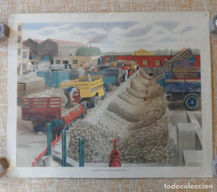 Cinema: Mac Tatchell Sugar-Beet at an English factory, Macmillan&#039;s Geography Pictures