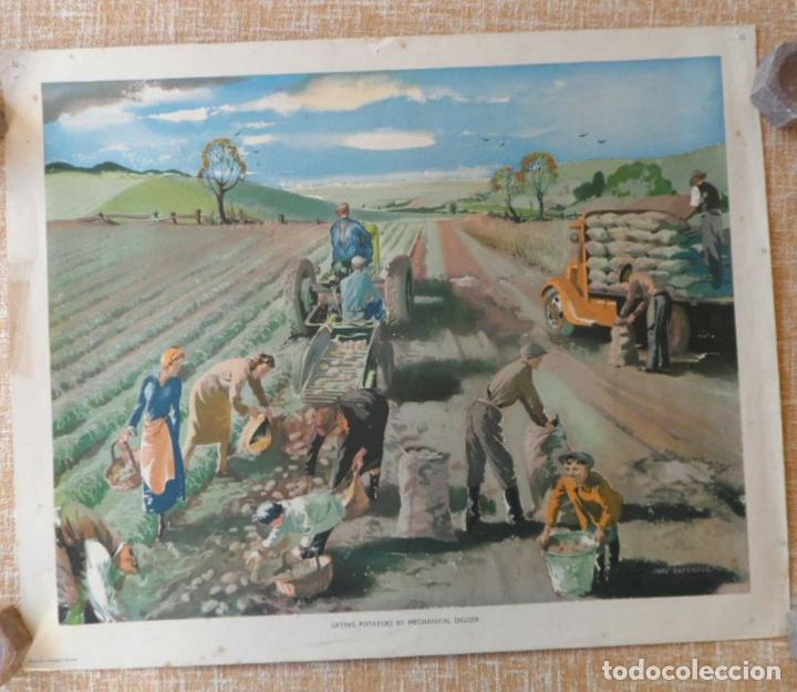 Cinema: Mac Tatchell, Lifting potatoes by mechanical digger, Macmillan&#039;s Geography Pic.
