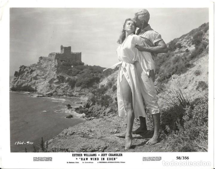 Cine: F21195D ESTHER WILLIAMS JEFF CHANDLER RAW WIND IN EDEN FOTO B/N ORIGINAL AMERICANA