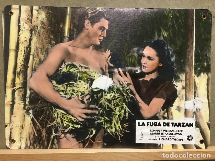 Cinema: ABN72 LA FUGA DE TARZAN JOHNNY WEISSMULLER FOTOCROMO CARTON ORIGINAL ESPA&Ntilde;OL R-79