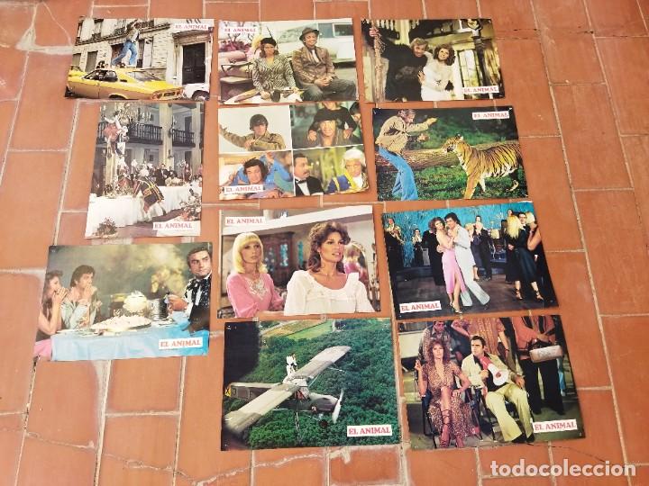 Cinema: fotocromos 11 de cine movie ver fotos EL ANIMAL jean paul belmondo