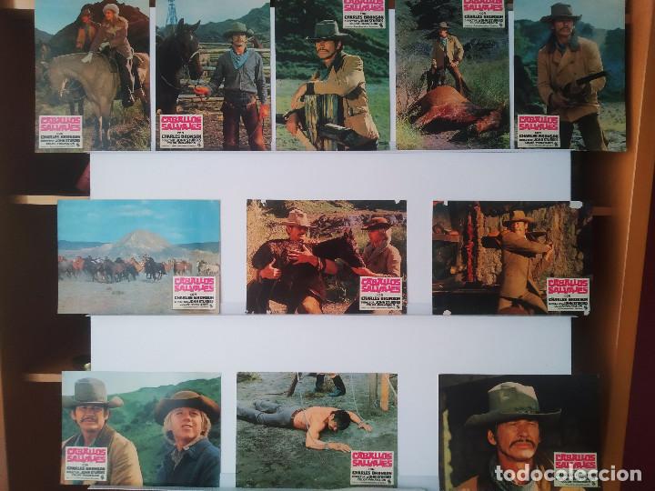 Kino: Caballos salvajes. Charles Bronson, Jill Ireland, Marcel Bozzuffi, Vincent Van Patten. 11 FOTOCROMOS