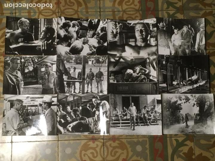 Cine: la leyenda del indomable cool hand luke paul newman 12 fotos originales estreno