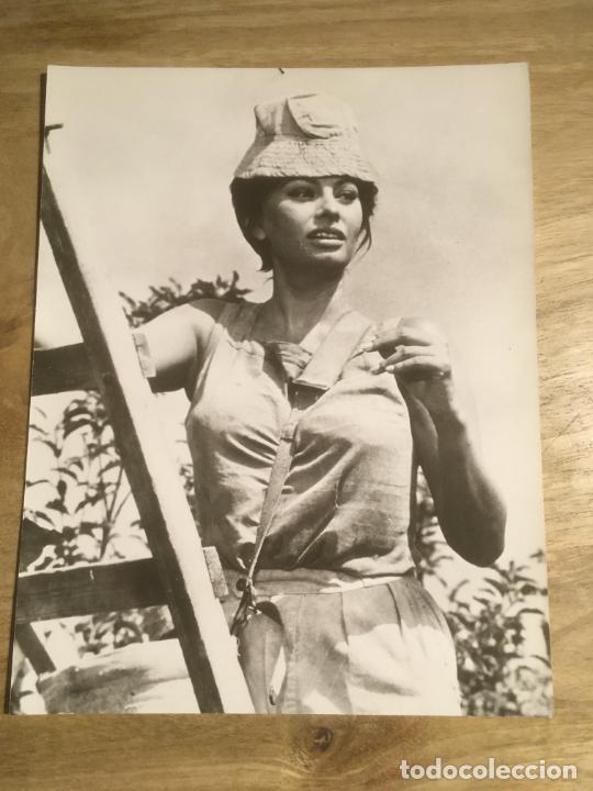 Cine: judith la venus de la ira sofia loren peter finch foto espa&ntilde;ola original estreno