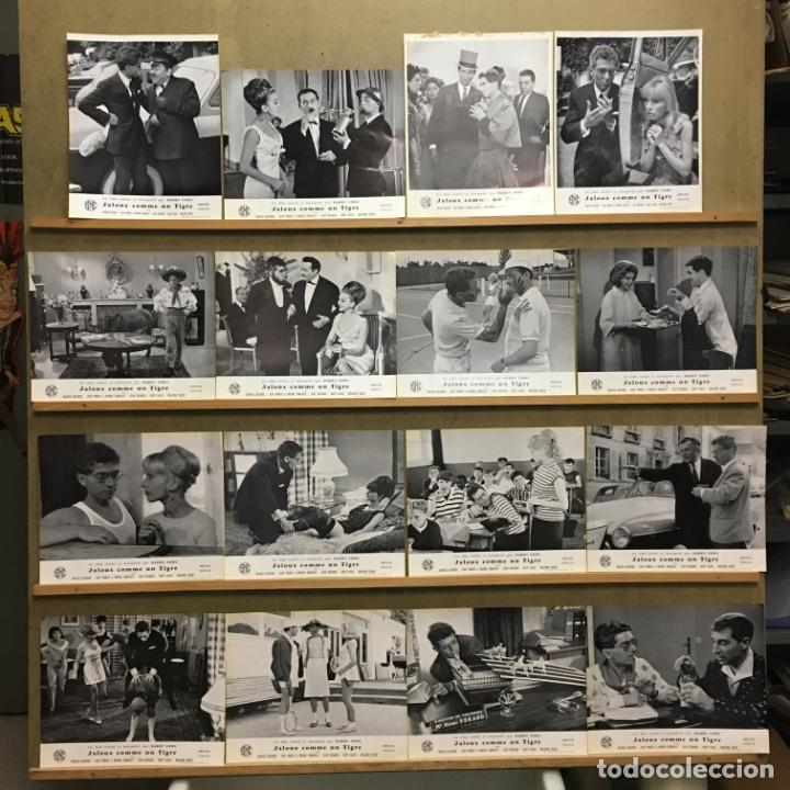 Cinema: SCDO 1028 JALOUX COMME UN TIGRE DARRY COWL DANY SAVAL SET COMPLETO 16 FOTOCROMOS ORIG FRANCES