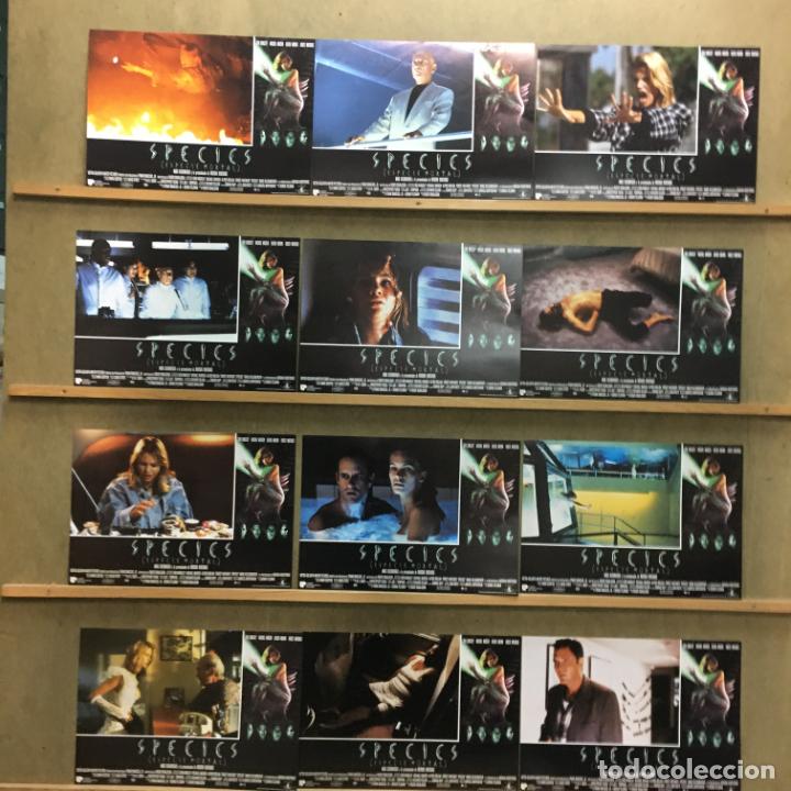 Kino: AJ80 SPECIES NATASHA HENSTRIDGE TERROR SCI-FI SET COMPLETO 12 FOTOCROMOS ORIGINAL ESTRENO