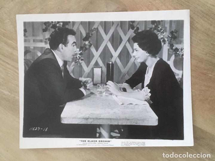 Cine: orquidea negra anthony quinn sofia loren black orchid foto original estreno
