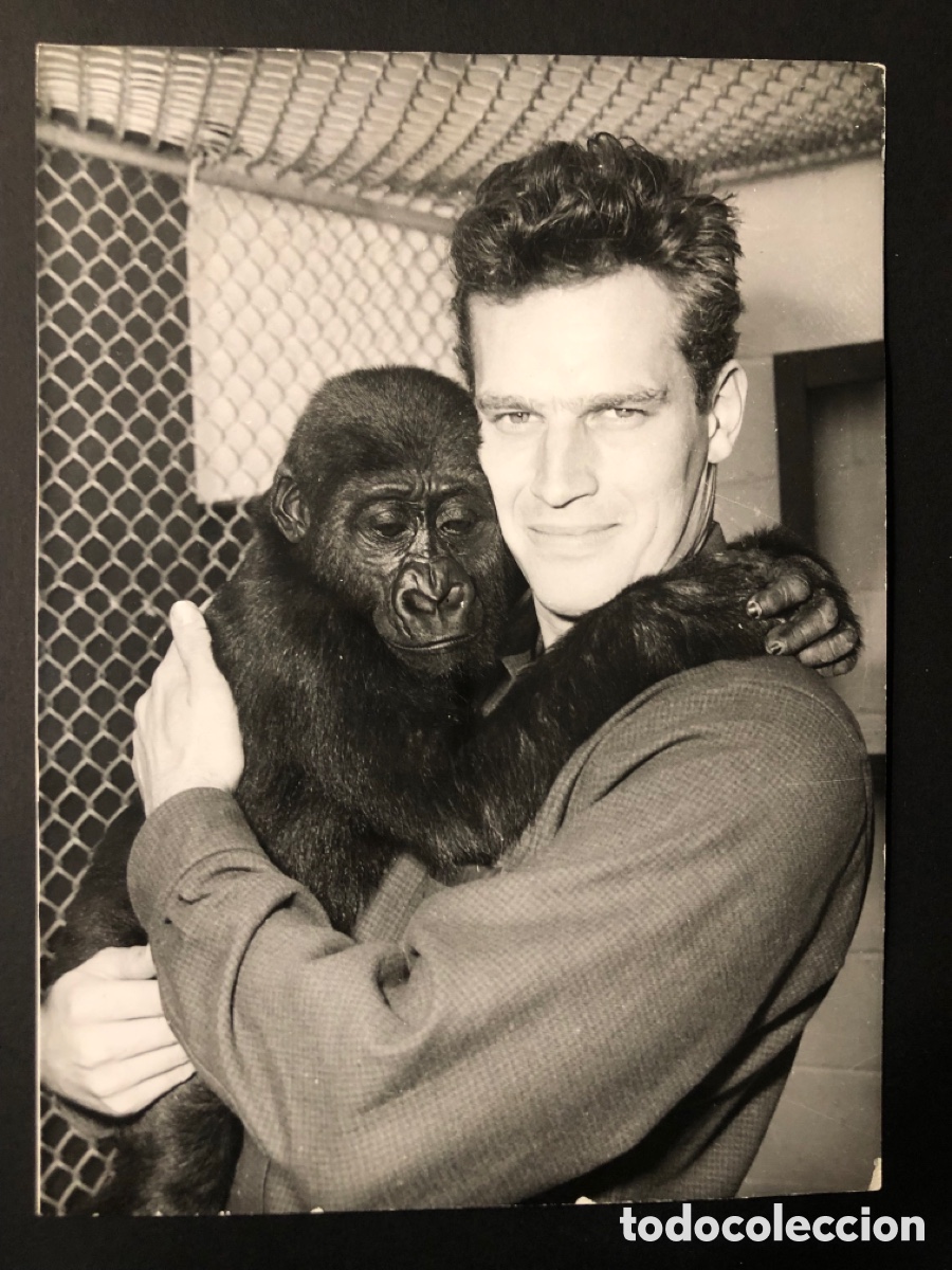 Cine: Foto original de charlton heston con gorila el mayor espect&aacute;culo del mundo