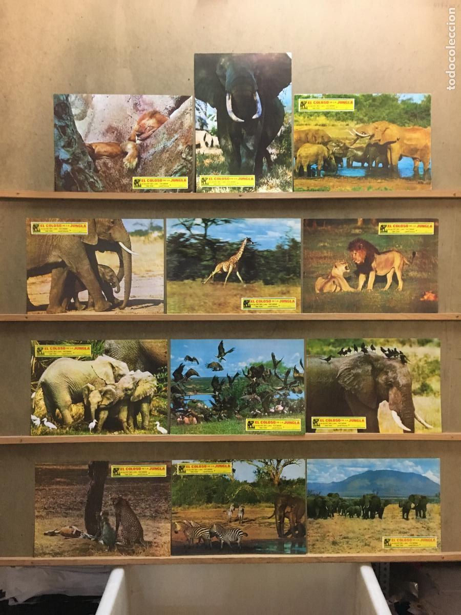 Cine: OY02D EL COLOSO DE LA SELVA JUNGLA SIMON TREVOR ELEFANTE SET COMPLETO 12 FOTOCROMOS ORIGINAL ESTRENO