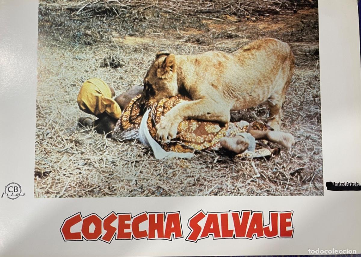 Kino: Cosecha salvaje (Fotocromo original del estreno de la pel&iacute;cula)