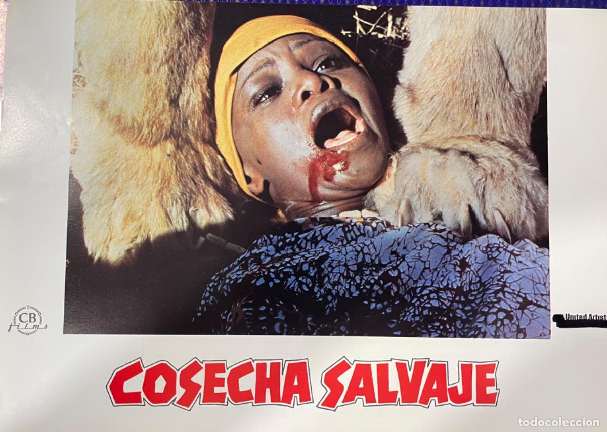 Kino: Cosecha salvaje (Fotocromo original del estreno de la pel&iacute;cula)