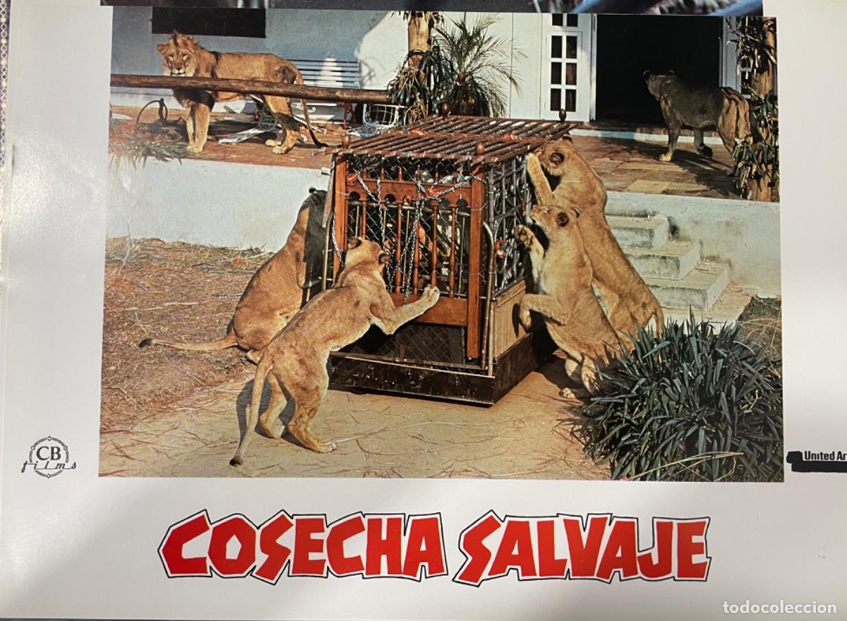 Kino: Cosecha salvaje (Fotocromo original del estreno de la pel&iacute;cula)
