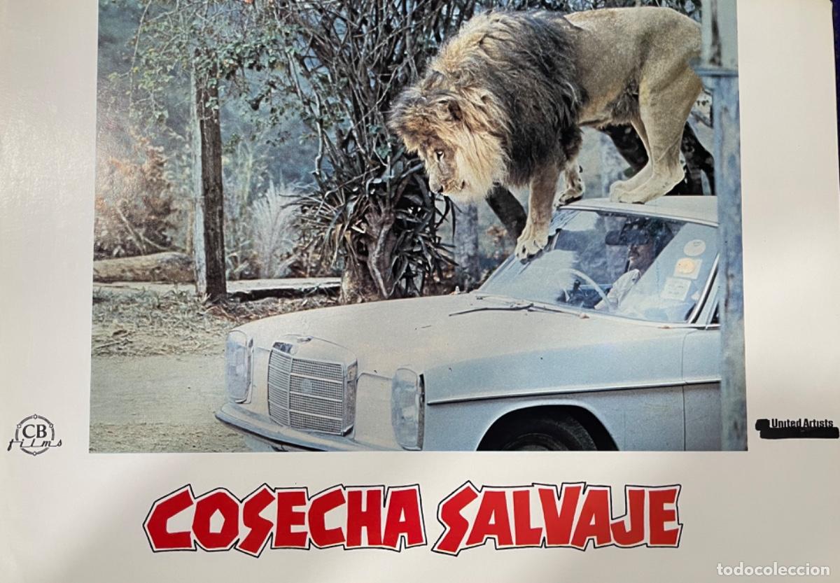 Kino: Cosecha salvaje (Fotocromo original del estreno de la pel&iacute;cula)