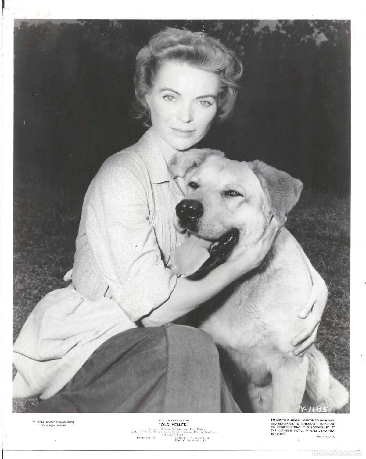 Kino: F35687 DOROTHY MCGUIRE FIEL AMIGO PERRO FOTO B/N ORIGINAL AMERICANA
