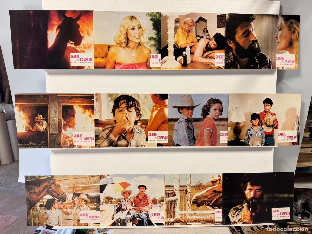 Cine: Sangre de campeon, Pedrito Fernandez, 12 fotocromos