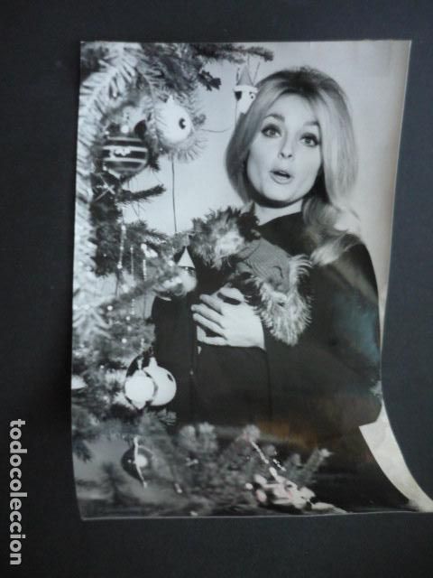 Cinema: SHARON TATE ACTRIZ ANTIGUA FOTOGRAFIA 18 X 24 CM