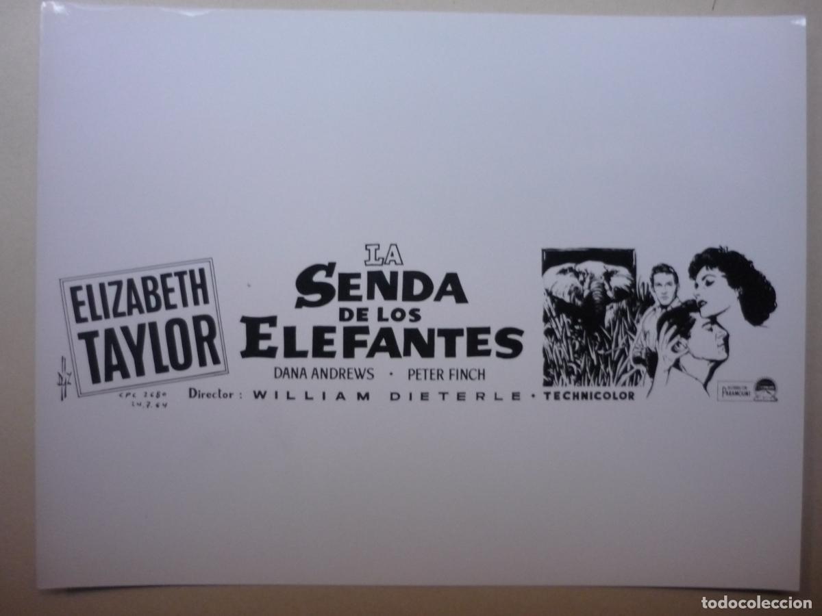Cine: la senda de los elefantes - foto original b/n - elizabeth taylor - Elephant Walk william dieterle